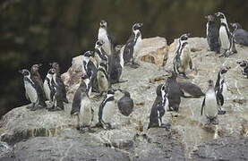 Humboldt Penguin