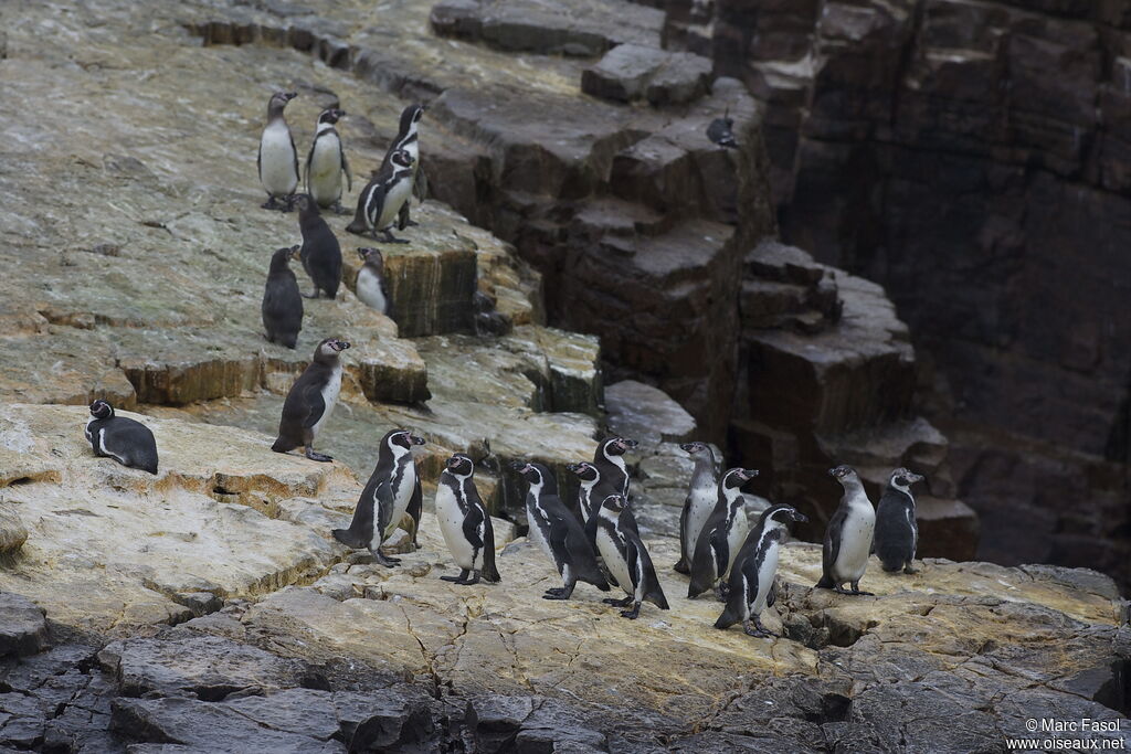 Humboldt Penguin, identification, Behaviour