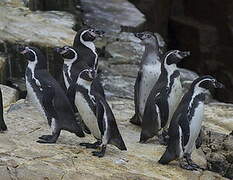 Humboldt Penguin