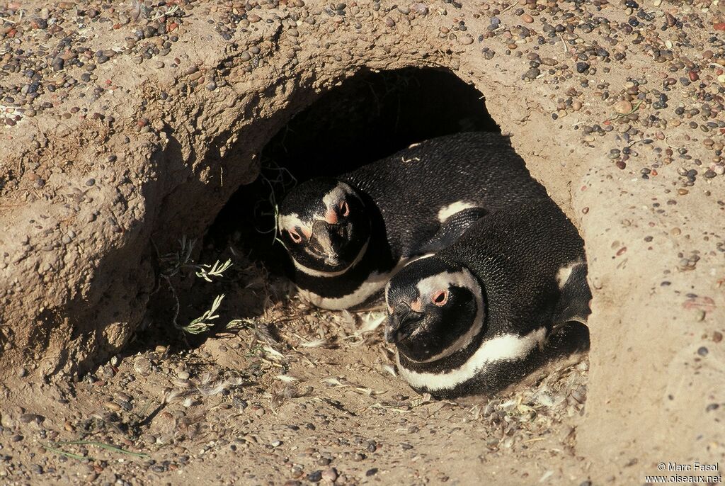 Magellanic Penguin adult, identification, Reproduction-nesting