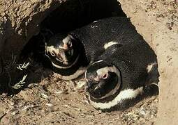 Magellanic Penguin