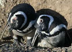 Magellanic Penguin