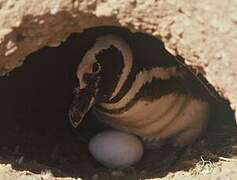 Magellanic Penguin