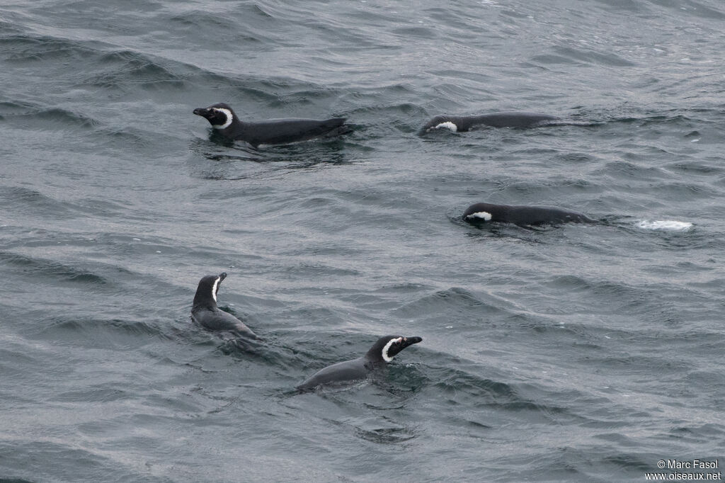 Manchot de Magellan, pêche/chasse