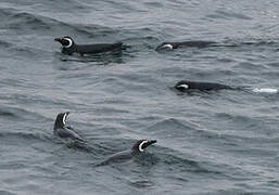 Magellanic Penguin