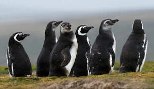 Magellanic Penguin