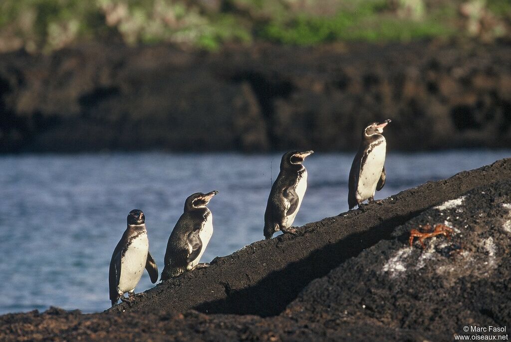 Manchot des Galapagosadulte, identification, Comportement