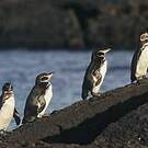 Manchot des Galapagos