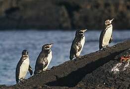 Galapagos Penguin