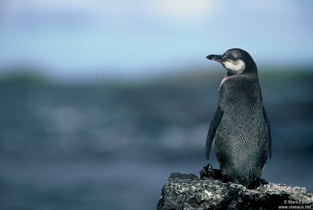 Galapagos Penguinimmature, identification