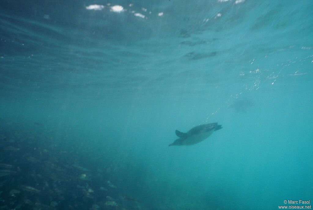Galapagos Penguinadult, identification, feeding habits, Behaviour