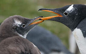 Gentoo Penguin