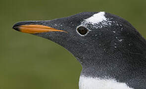 Gentoo Penguin