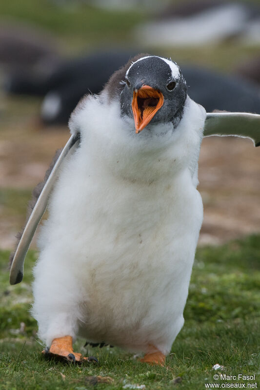 Gentoo Penguinjuvenile, identification, walking