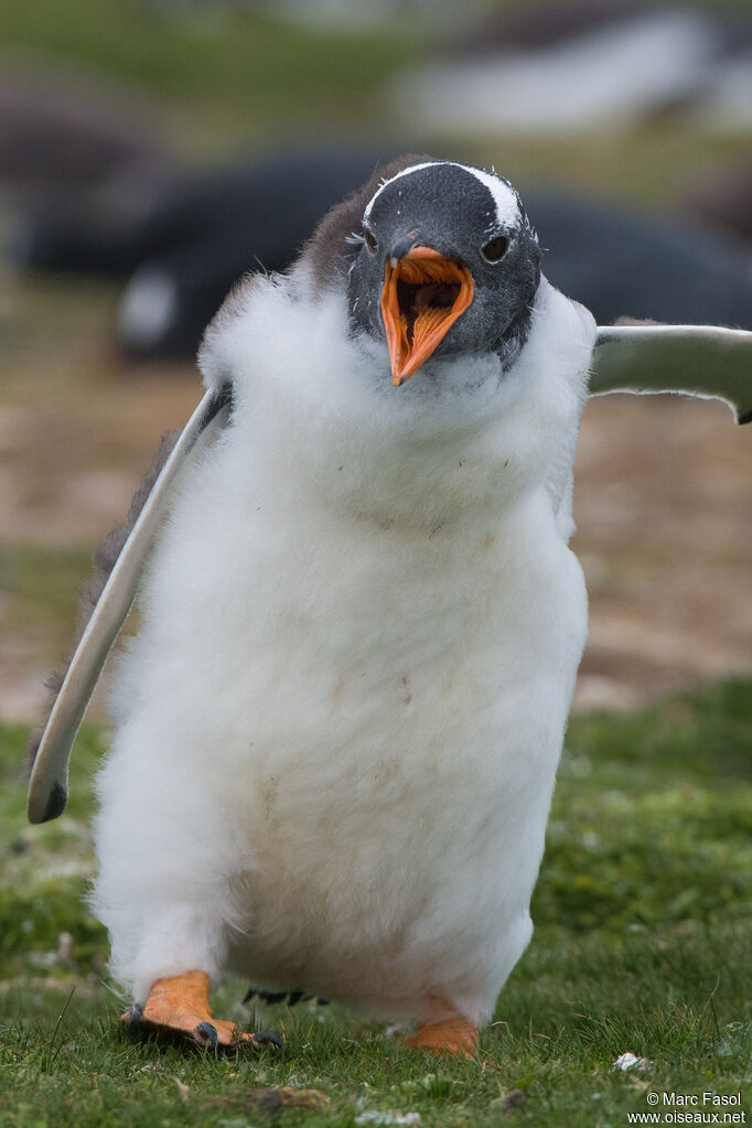 Gentoo Penguinjuvenile, identification, walking