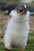 Gentoo Penguin