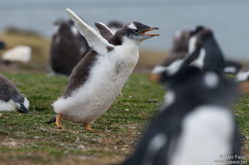 Gentoo Penguinjuvenile, walking