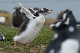 Gentoo Penguin