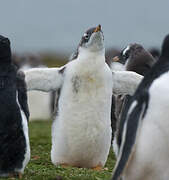 Gentoo Penguin