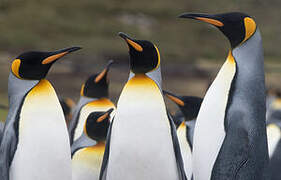 King Penguin