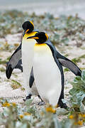 King Penguin