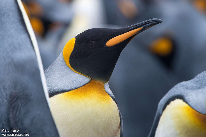 King Penguinadult breeding, close-up portrait
