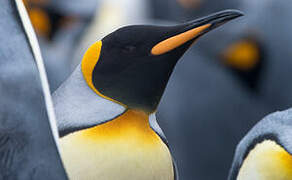 King Penguin