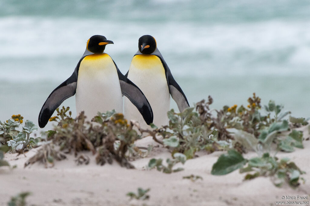 King Penguinadult breeding, walking