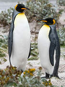 King Penguin