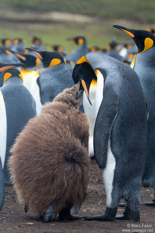 King Penguin, identification, walking, Reproduction-nesting