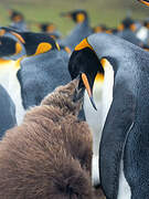 King Penguin