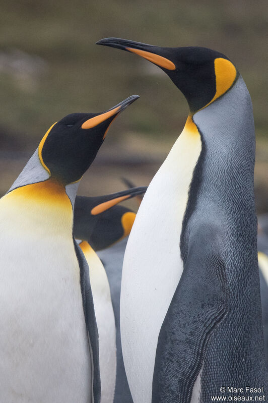 King Penguinadult breeding, Reproduction-nesting