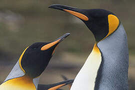 King Penguin