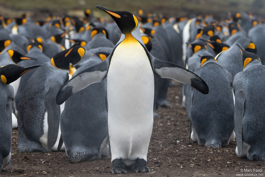 King Penguin