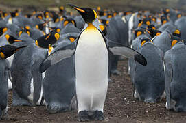 King Penguin