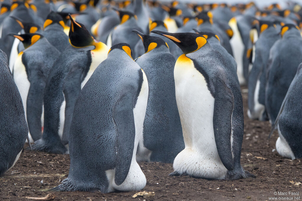 King Penguin, Reproduction-nesting