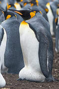 King Penguin