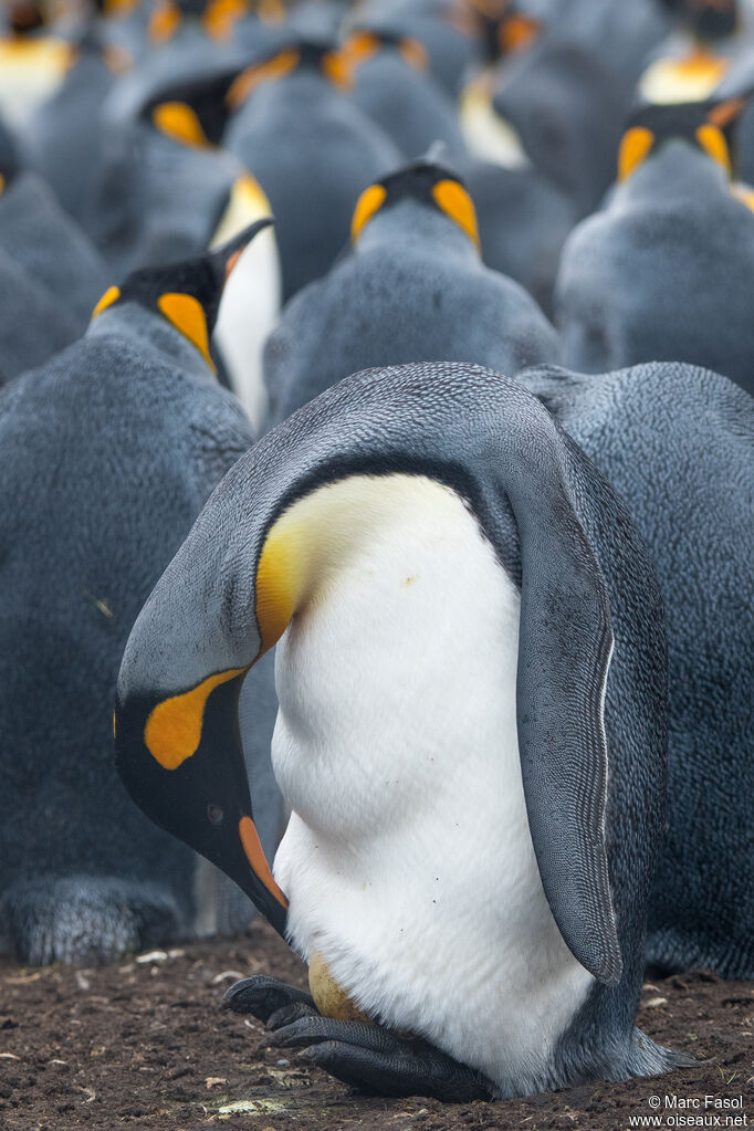 King Penguin, Reproduction-nesting