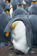 King Penguin