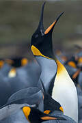 King Penguin