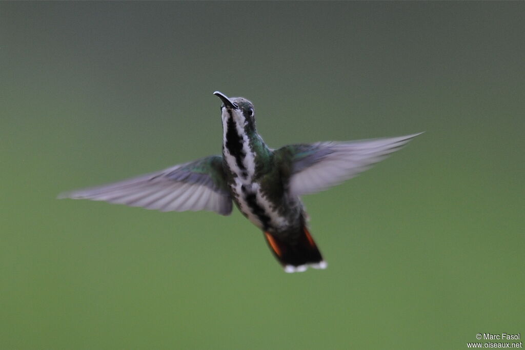 Black-throated Mango female adult, Flight