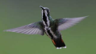 Black-throated Mango