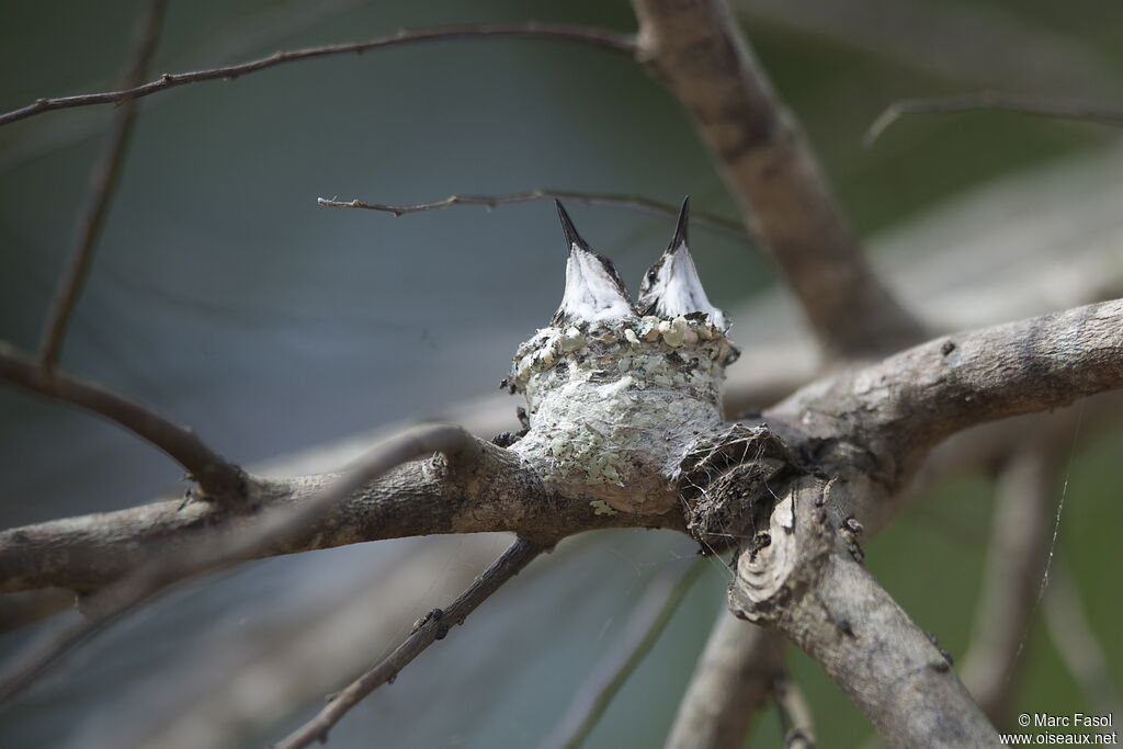 Black-throated Mango, Reproduction-nesting