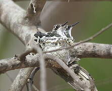 Black-throated Mango