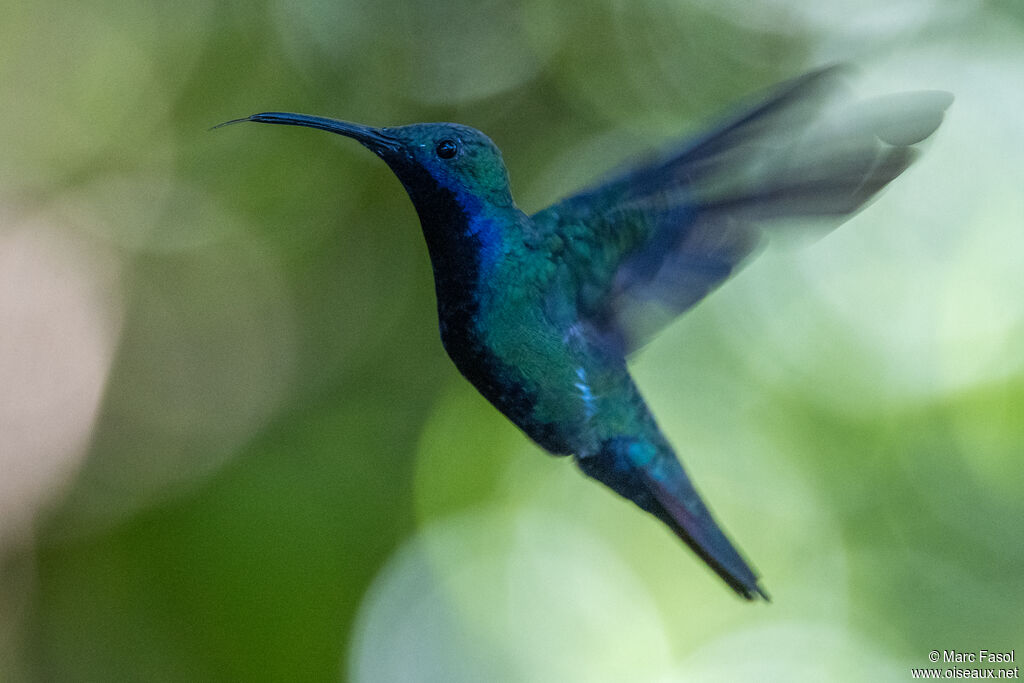 Black-throated Mango male adult, drinks