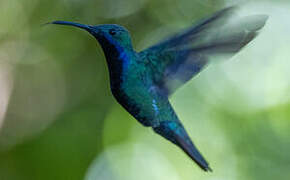 Black-throated Mango