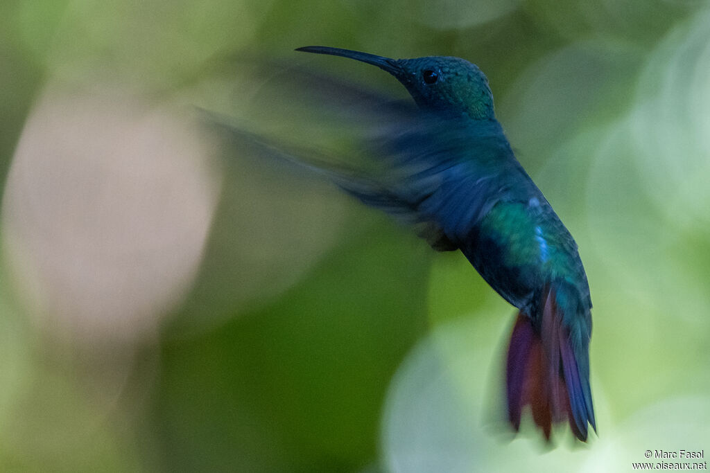 Black-throated Mango male adult, Flight