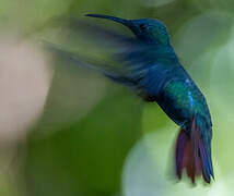 Black-throated Mango