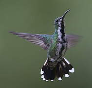 Green-breasted Mango