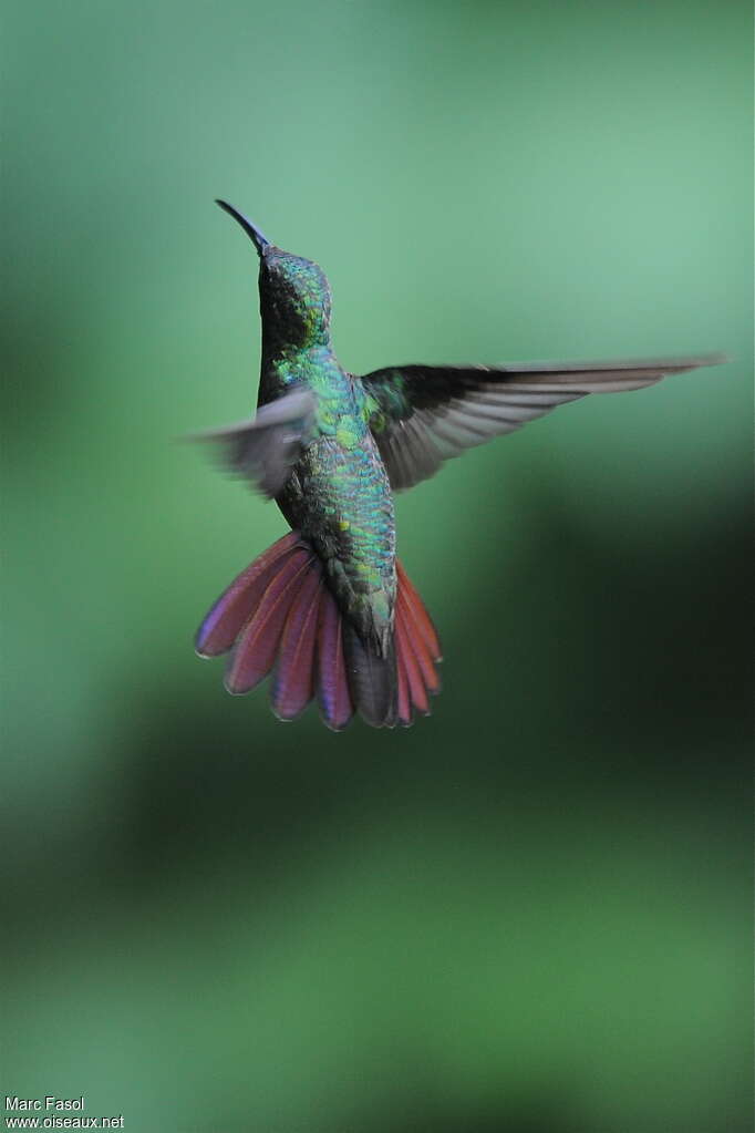 Green-breasted Mango male adult, Flight